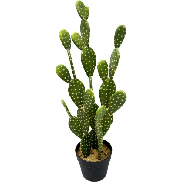 ΦΥΤΟ ΚΑΚΤΟΣ ΤΕΧΝΗΤΟ /72ΕΚ